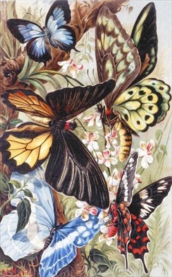 Mariposas Extranjeras, lámina de "Brehms Tierleben: Allgemeine Kunde des Tierreichs", vol.9, p.370, publicado por Bibliographisches Institut de German School