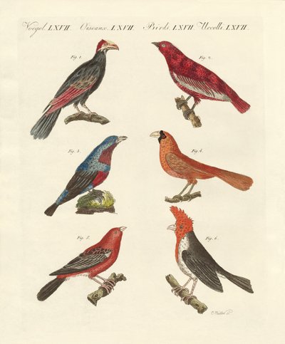 Aves extranjeras hermosas de German School