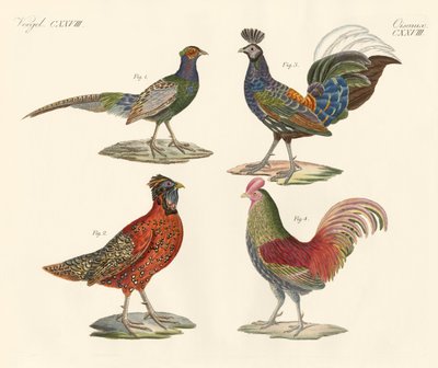 Aves extranjeras de German School