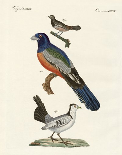Aves extranjeras de German School