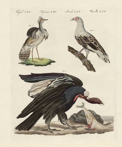 Aves extranjeras de German School