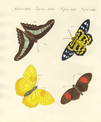 Mariposas extranjeras de German School
