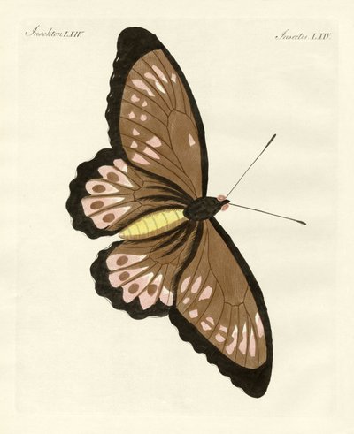 Mariposas extranjeras de tamaño fenomenal (grabado coloreado) de German School