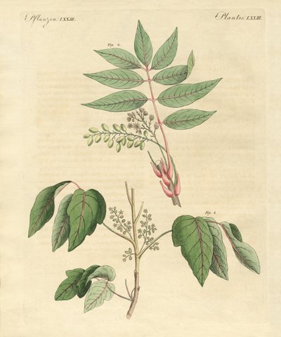 Plantas venenosas extranjeras de German School