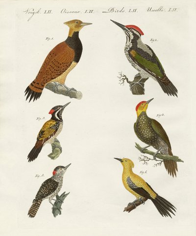 Pájaros carpinteros extranjeros de German School