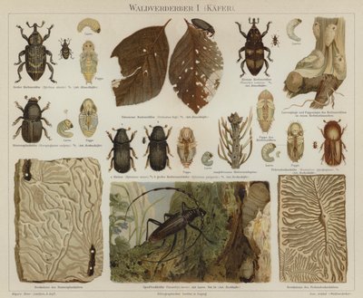 Plagas forestales: escarabajos de German School