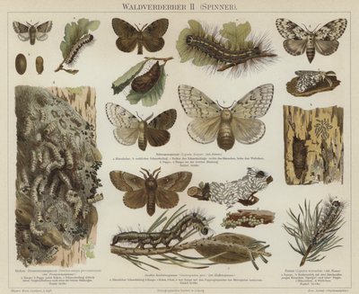 Plagas forestales: polillas de German School