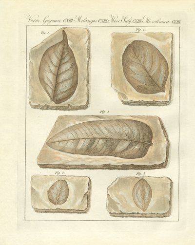 Hojas Fosilizadas de Tiempos Primitivos (grabado coloreado) de German School