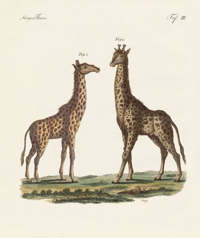 Animales cuadrúpedos de German School