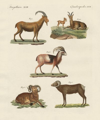 Animales cuadrúpedos de German School