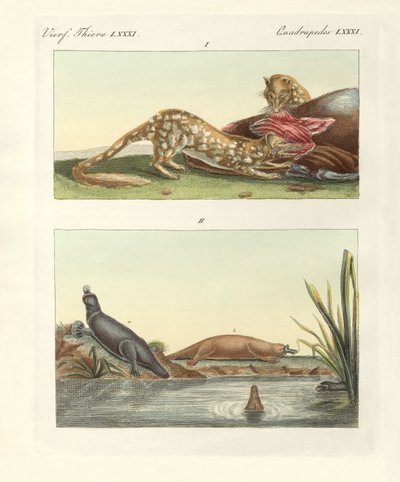 Animales cuadrúpedos de Australia de German School