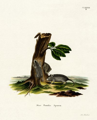 Ratón de Hierba de Cuatro Rayas de German School