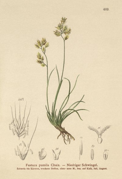 Festuca pumila, Festuca quadriflora de German School