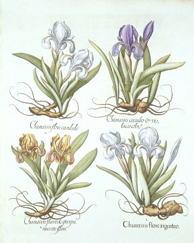 Cuatro variedades de lirios rizomatosos, de Hortus Eystettensis, por Basil Besler (1561-1629) pub. 1613 de German School