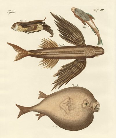 Cuatro peces maravillosos de German School