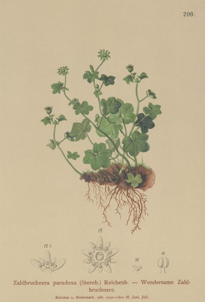 Saxífraga frágil (Zahlbrucknera paradoxa, Saxifraga paradoxa) de German School