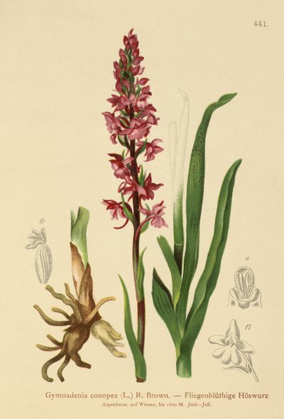 Orquídea Fragante (Gymnadenia conopea) de German School