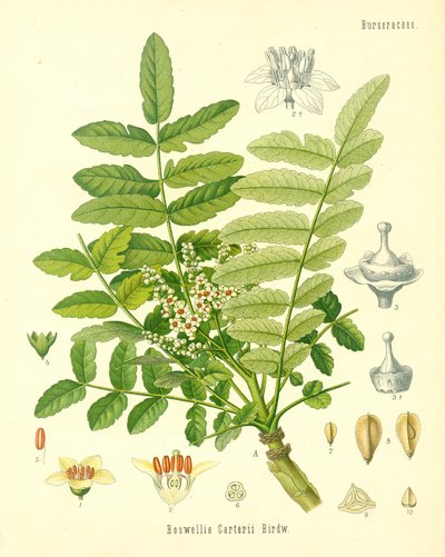 Incienso, ilustración de Plantas Medicinales de Koehler, publicada en 1887 de German School