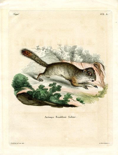 Ardilla Terrestre de Franklin de German School