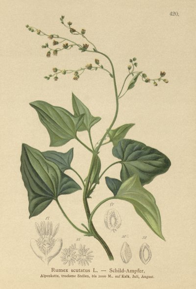 Acedera francesa (Rumex scutatus) de German School