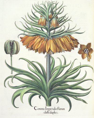 Fritilaria: Corona Imperialis florum classe duplici, del Hortus Eystettensis por Basil Besler (1561-1629), pub. 1613 de German School