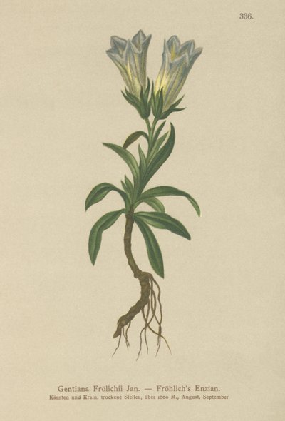 Genciana de Froelich (Gentiana Froelichii) de German School