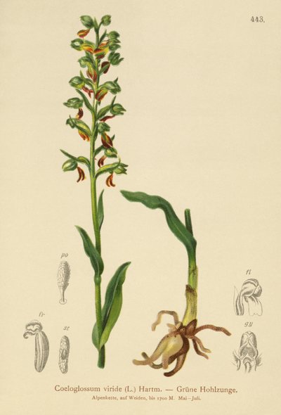 Orquídea Rana (Coeloglossum viride) de German School