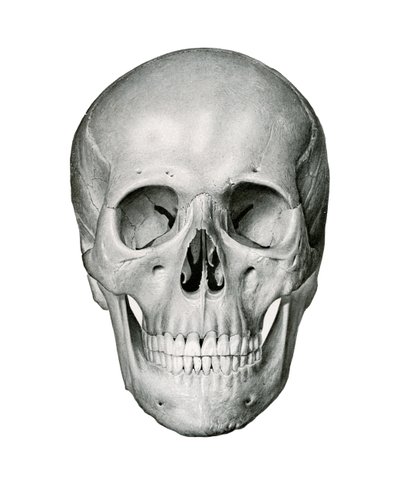 Vista frontal del cráneo humano de German School