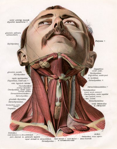 Vista frontal de los músculos y glándulas del cuello humano de German School