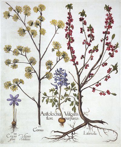 Corydalis, Daphne mezereum, cerezo cornalino y azafrán de primavera, de Hortus Eystettensis, por Basil Besler, pub. 1613 de German School