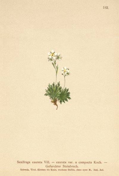 Saxífraga surcada (Saxifraga exarata, Saxifraga exarata var. compacta, Saxifraga exarata ssp. moschata) de German School