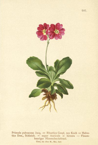 Aurícula de jardín (Primula pubescens, Primula Rhaetica, Primula Helvetica) de German School