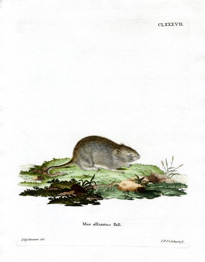 Ratón de Ajo de German School