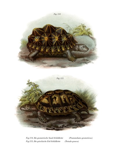 Tortuga geométrica (litografía en color) de German School