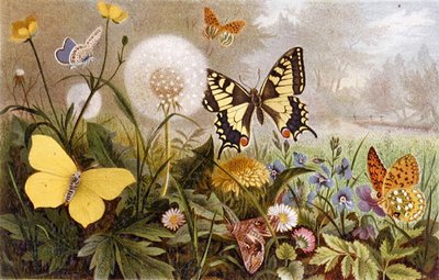 Mariposas alemanas, lámina de "Brehms Tierleben: Allgemeine Kunde des Tierreichs", vol.9, p.376, publicado por Bibliographisches Institut de German School