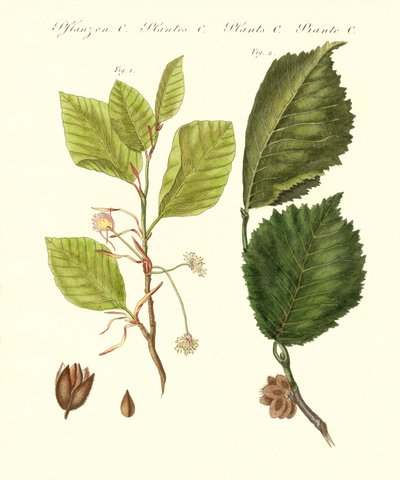 Árboles alemanes de German School