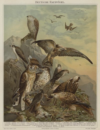 Aves rapaces alemanas de German School