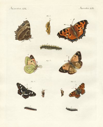 Mariposa diurna alemana de German School