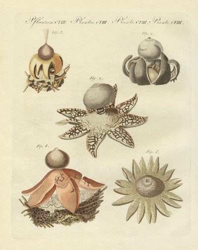 Geaster alemán de German School