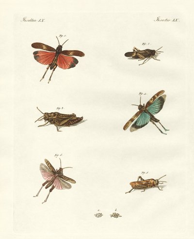 Saltamontes alemanes de German School