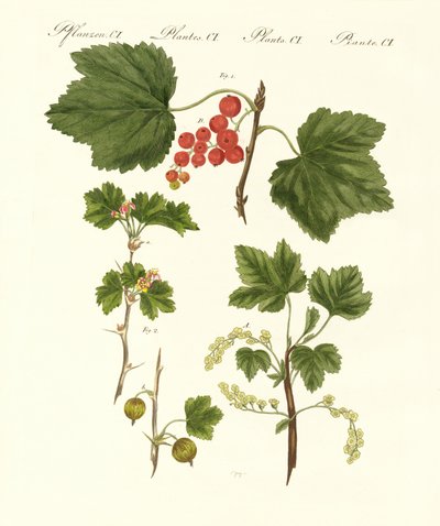 Tipos de frutas alemanas de German School