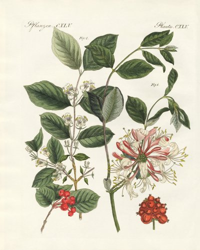 Tipos de maderas alemanas de German School