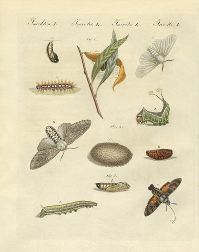 Mariposas nocturnas alemanas de German School