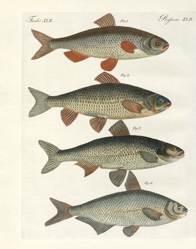 Peces de río alemanes de German School