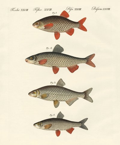 Peces de río alemanes de German School