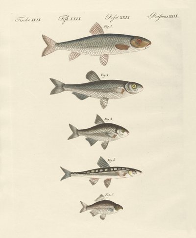 Peces de río alemanes de German School