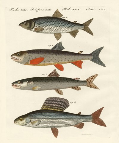 Peces de río alemanes de German School