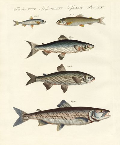 Peces de río alemanes de German School