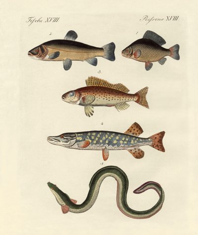 Peces marinos alemanes de German School