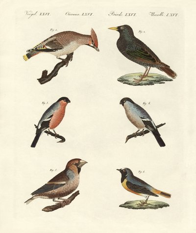 Aves cantoras alemanas de German School